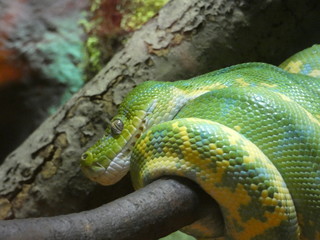 green snake on tree