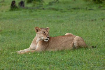 Fototapeta na wymiar female lioness on the savannah