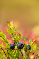 Wild blueberries.