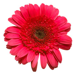 Pink gerbera flower isolated on white background. Flat lay, top view