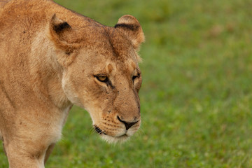 Obraz na płótnie Canvas female lioness on the savannah