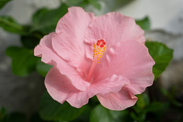 Hibisco Rosa
