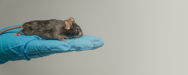Laboratory black mouse is sitting at a person hand in cool blue glove with homogenous grey...