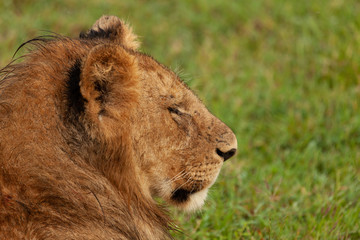 young male lion on the savannah