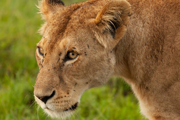 female lioness on the savannah