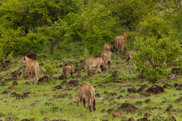 lion pride on the move