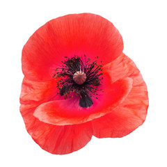Red poppy isolated on a white background. Flower. Flat lay, top view