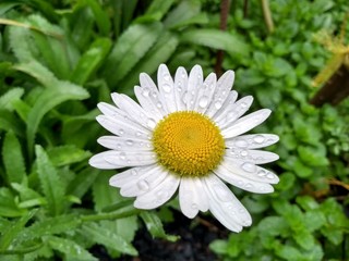 Fototapeta premium white daisy