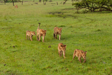lion pride on the move