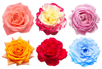 Collection head flowers roses isolated on a white background. Perfectly retouched, full depth of field on the photo. Flat lay, top view