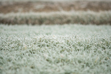 small wheat in the field covered with frost