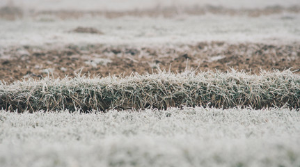 small wheat in the field covered with frost