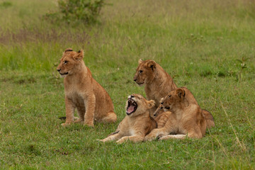 Obraz na płótnie Canvas lion cubs on the savannah