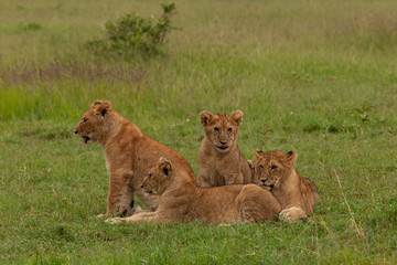 Naklejka na ściany i meble lion cubs on the savannah
