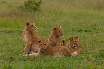 Fototapeta na wymiar lion cubs on the savannah