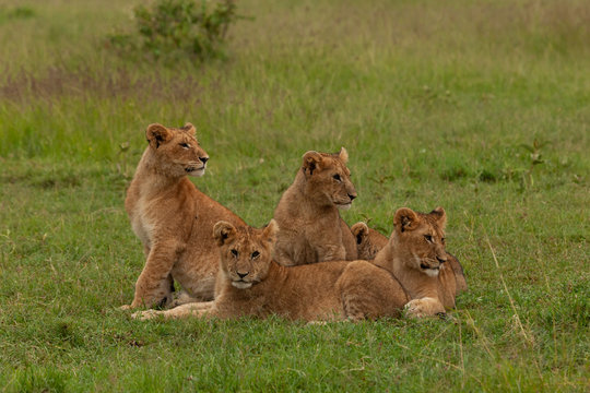 lion cubs on the savannah