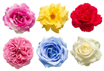 Collection head flowers roses isolated on a white background. Perfectly retouched, full depth of field on the photo. Flat lay, top view