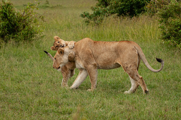lioness and cub on the savannah