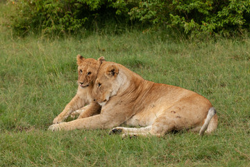 Fototapeta na wymiar lioness and cub on the savannah
