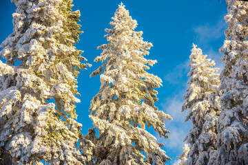 Winter snow trees