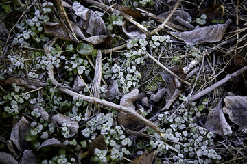 Leaves and grass with hoarfrost