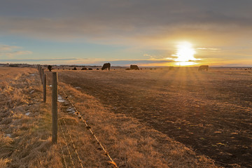 Fototapeta premium Cattle grazing in a field at sunrise near Airdrie, Alberta, Canada