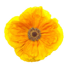 Yellow poppy isolated on a white background. Flower. Flat lay, top view