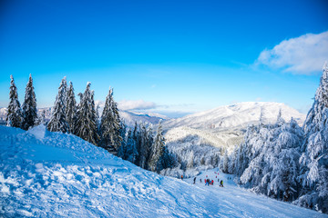 Winter snow trees