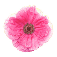 Pink poppy isolated on a white background. Flower. Flat lay, top view