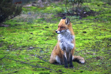 Red fox (Vulpes vulpes) on a mossy terrain, Warsaw suburbs, Mazovia, Poland