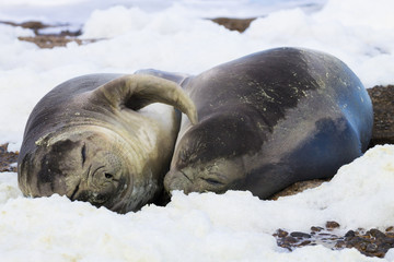Elephant seals on beach close up, Patagonia, Argentina