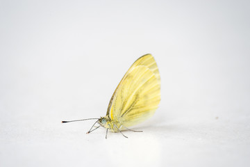 Fototapeta na wymiar gelber Schmetterling I