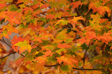 Roan Mountain Fall #2