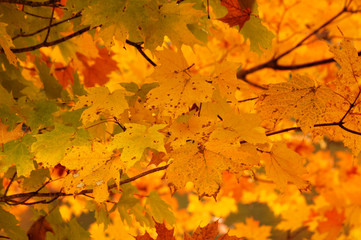 Roan Mountain Fall