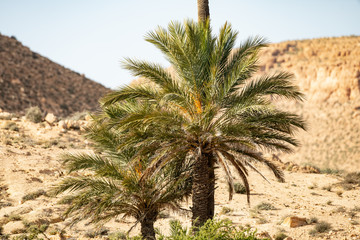 Fototapeta na wymiar palmier