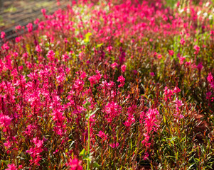 Obraz premium Flowering plants growing in hothouse
