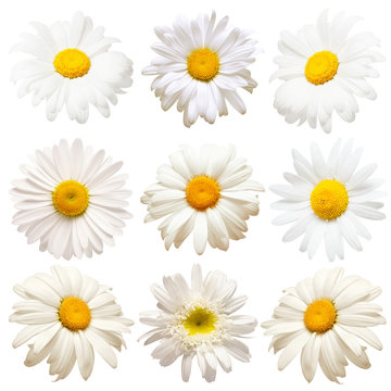 Collection head daisies flowers isolated on white background. Perfectly retouched, full depth of field on the photo. Flat lay, top view. Floral pattern, object