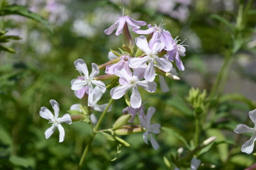 Closeup phlox divaricata known as wild blue phlox with blurred background in early summer garden
