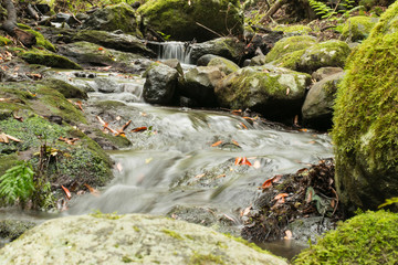 stream in forest