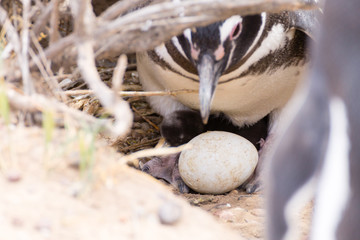 Magellanic penguin incubating egg. Punta Tombo penguin colony, Patagonia