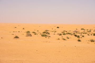 Sahara