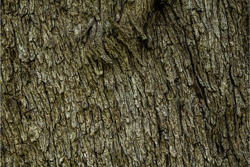 Texture of the bark of a living old olive, rough and detailed  as a background