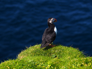 Puffins on the Faroe Island