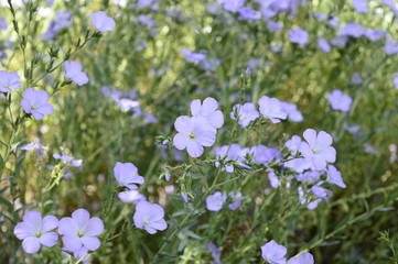 Closeup linum hirsutum known as downy flax with blurred backgroung in summer garden