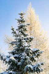 top view of fir-tree and behinde birch coverd with  snow  on blue sky background.