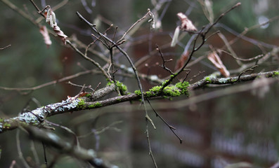 moss on a tree in winter close-up