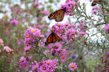 Schmetterling Kanada Toronto 