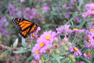 Fototapeta na wymiar Schmetterling Kanada Toronto 