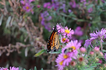 Schmetterling Kanada Toronto 