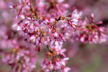 Prunus okame flowering early spring ornamental tree, beautiful small pink flowers in bloom